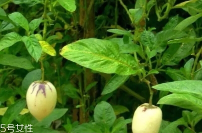香瓜茄孕婦可以吃嗎？香瓜茄功效多