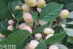 白玉櫻桃多少錢一斤？