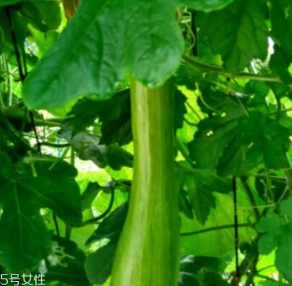 砍瓜怎么做好吃？教你烹飪砍瓜