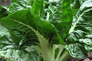 牛皮菜孕婦可以吃嗎？