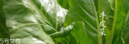牛皮菜孕婦可以吃嗎？