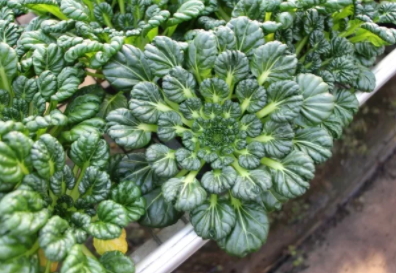 塔菜怎么做好吃？教你塔菜的做法