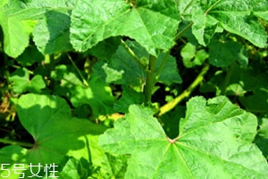冬寒菜孕婦可以吃嗎？不建議孕婦吃冬寒菜