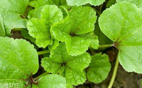 冬寒菜多少錢(qián)一斤？