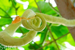 蛇瓜可以生吃嗎？這樣吃蛇瓜最好