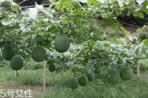 吊瓜怎么吃？吊瓜這樣做最好吃