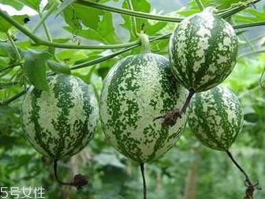 吊瓜怎么吃？吊瓜這樣做最好吃