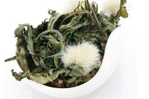 蒲公英茶怎么做？蒲公英茶做法超簡單