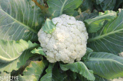 花椰菜吃的是什么部位？花苞部位最營養(yǎng)