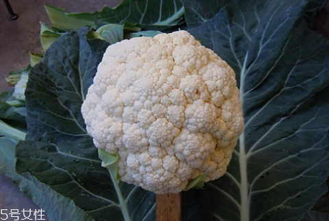 孕婦可以吃花椰菜嗎？促進(jìn)孕婦免疫力