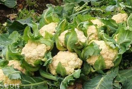 孕婦可以吃花椰菜嗎？促進(jìn)孕婦免疫力