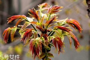 香椿怎樣長期保存？這樣做可儲存一年