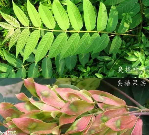 香椿和臭椿有什么區(qū)別？臭椿有毒不能吃