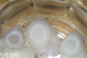 西洋參治什么病？西洋參功效強(qiáng)大