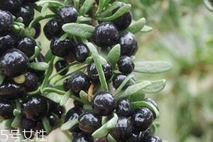 黑枸杞會過期嗎？這類都有保質(zhì)期