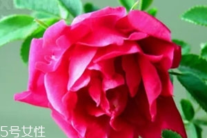 苦水玫瑰多少錢一斤？