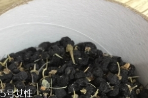 黑枸杞能和紅枸杞一起泡嗎？