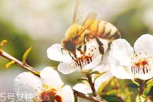 麥盧卡蜂蜜和普通蜂蜜有什么區(qū)別？貴得有理由