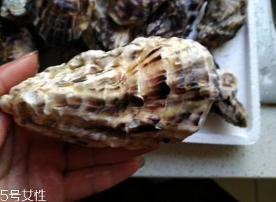 生蠔會(huì)有珍珠嗎？有這個(gè)可能