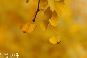 銀杏膠囊主要治什么??？