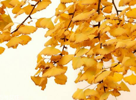 銀杏膠囊可以長(zhǎng)期吃嗎？可以長(zhǎng)期吃