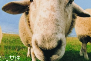 綿羊油和貂油哪個(gè)好？