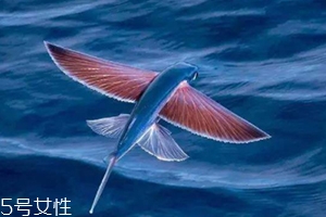 飛魚籽是什么魚的籽？壽司美味的秘訣