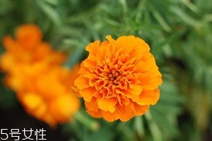 葉黃素多少錢(qián)一瓶？