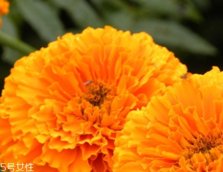 葉黃素多少錢(qián)一瓶？