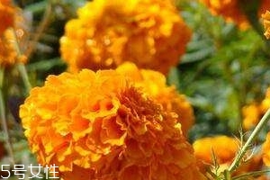 葉黃素可以保護(hù)眼睛嗎？有這個(gè)作用