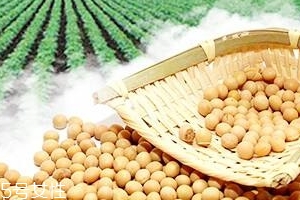 卵磷脂能和鈣一起吃嗎？分開服用為佳