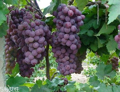 葡萄籽會上火嗎？正常是不會的