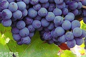 葡萄籽會(huì)長痘嗎？沒有這個(gè)情況