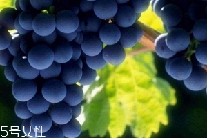 葡萄籽會發(fā)胖嗎？不會發(fā)胖