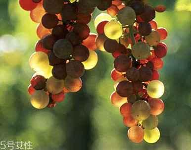 葡萄籽能長(zhǎng)期服用嗎？