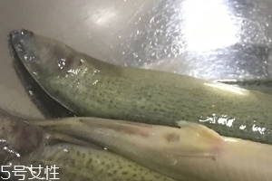 泥鰍會吃小魚嗎？這個(gè)是不會的