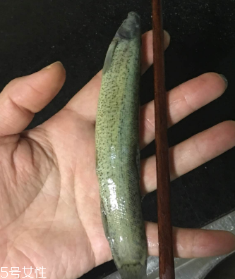 泥鰍會吃小魚嗎？這個是不會的