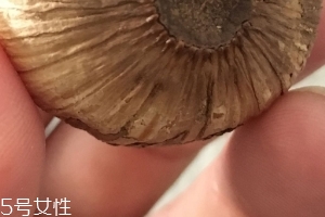 黑蒜是種植出來(lái)的嗎？黑蒜怎么來(lái)的