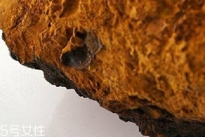 樺樹茸為什么中國禁止？樺樹茸國內(nèi)能買到嗎？