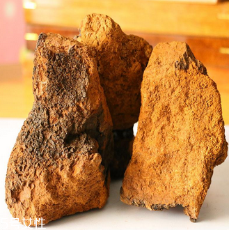 樺樹茸怎么吃？樺樹茸正確吃法