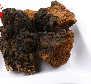 樺樹茸怎么吃？樺樹茸正確吃法