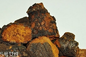 樺樹茸怎么泡水喝？樺樹茸泡水喝法