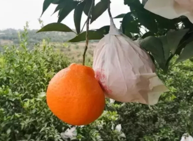 耙耙柑多少錢一斤？耙耙柑市為什么那么貴