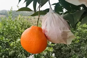 春見為什么叫耙耙柑？春見和耙耙柑區(qū)別