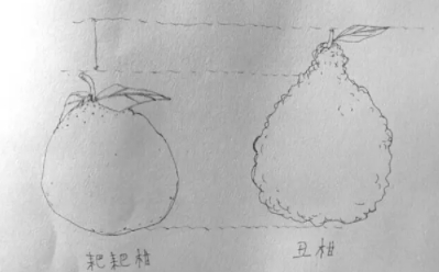 耙耙柑和不知火哪個好？耙耙柑和不知火區(qū)別