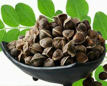 辣木籽能治口臭嗎？口臭吃辣木籽好嗎？
