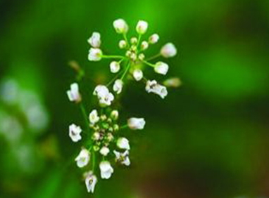地菜花是什么菜？地菜花是熱性還是涼性