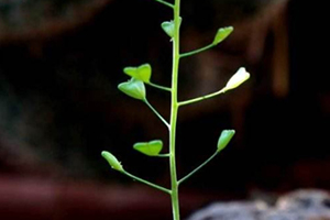 地菜花是什么菜？地菜花是熱性還是涼性