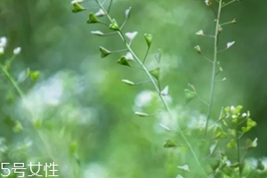 地菜花薺菜花煮雞蛋上午吃還是下午吃？