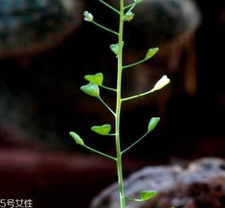 地菜花薺菜花煮雞蛋上午吃還是下午吃？